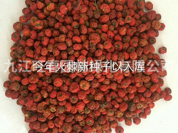 種子展示